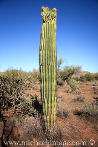 Verde River, Rio Verde, AZ.